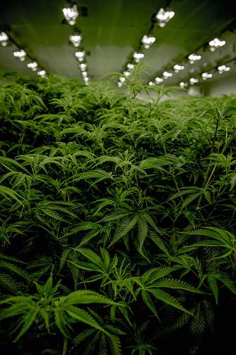los angeles green plant in white room green